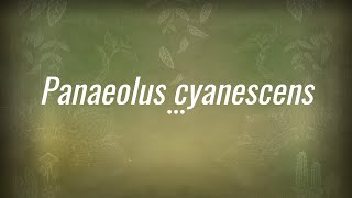 Caine Barlow  An introduction to Panaeolus cyanescens [upl. by Assiralc]