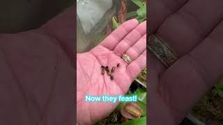 Watch Nepenthes Truncata Eat Live Insects shorts [upl. by Andrien]