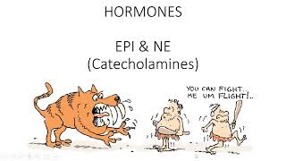 EPINE  Catecholamines [upl. by Onairot]