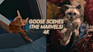 goose scenepack 4k the marvels [upl. by Ringsmuth]