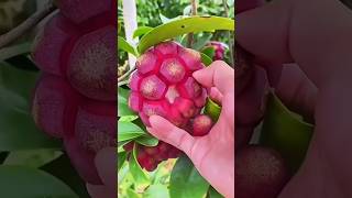 star fruit greengage Jack fruitKadsura coccinea fruit step by step cutting enjoy 🥰👍 🫐🍇🥭🍊🥑🍒🍍183s [upl. by Nnaik]