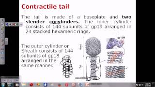 T4 phage structure [upl. by Ahsanat193]