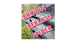 Brown Recluse Spider [upl. by Suzy]