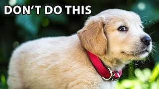 10 Mistakes FirstTime Golden Retriever Puppy Owners Make [upl. by Ativet489]