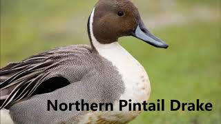 Pintail duck original call [upl. by Ahtael]