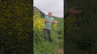 Wild Mustard on a Saltmarsh sinapis arvensis herbs foraging estuary adventure explore nature [upl. by Eleets]