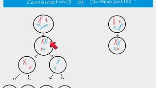 A2 Biology  Independent Assortment [upl. by Louis]