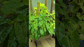 Low maintenance indoor plant Philodendron Burle Max How to care Potting Mix Fast growing plant [upl. by Hanley]