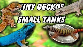 7 SMALL GECKOS Perfect for a 10 Gallon Tank [upl. by Razec]