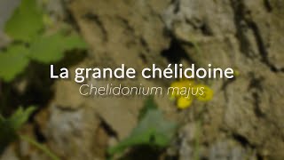 Chelidonium majusEspeces Phares [upl. by Arnst]