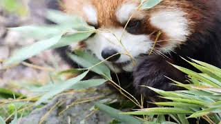 Watching red pandas eat up close sometimes they get stuck [upl. by Dreher]