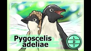 Episode 145 – Adelie Penguin A Formal Feathered Friend [upl. by Chelsy693]