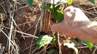 Cultivo do MARACUJÁ Cuidados e condução da planta [upl. by Kurzawa]