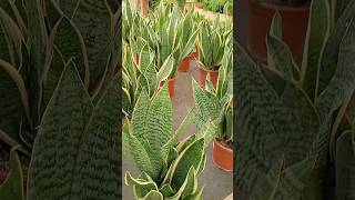 Descubre el secreto de la planta lengua de suegra o Sansevieria [upl. by Merridie762]