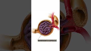 Structure and Function of Nephron Anatomy and physiology of Nephron 3danimation nephronstructure [upl. by Annorah]