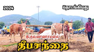 🔥திருவண்ணாமலை தீபசந்தை தொடங்கியது  குதிரை மாடுகள் வருகை Tiruvannamalai santhai deepam [upl. by Ael]