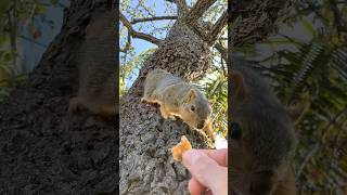 Why does a Squirrel climbing sound like tap dancing NewT the Tailess Squirrel shows us how animals [upl. by Amada]