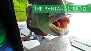 Pantanal Wildlife amp Piranha Fishing  Travel Deeper Brazil Ep 8 [upl. by Bright]