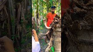 The snake was in the hole of the coconut tree Habib Bhai rescued the snake Part6 rescue [upl. by Marvella]