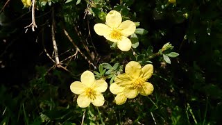 Potentilla Fruticosa Shrubby Cinquefoil Finding an Impressive Shrub with Yellow Flowers [upl. by Meeks]