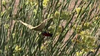 Tarantula Hawk wasp [upl. by Bartolemo526]