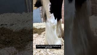 Your horses feathers  should you clip them [upl. by Zakaria]