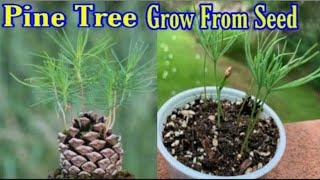 How To Grow Pine Tree  Pine Tree seedling  Beauty With Gardening [upl. by Rheingold]