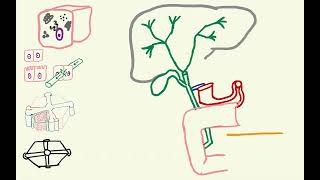 Biliary Tree amp Gallbladder [upl. by Nahn]