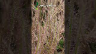 Drosera binata by Karnivores plants [upl. by Storz]