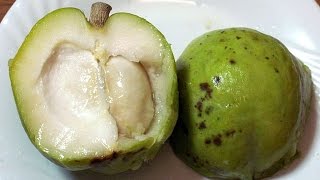 What is a White Sapote What does it Taste Like [upl. by Nylirad404]