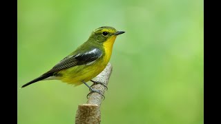 green backed Flycatcher [upl. by Repsihw631]