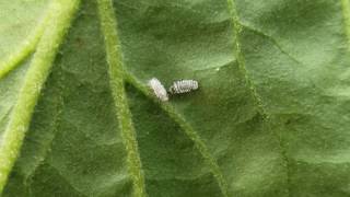 Cryptolaemus montrouzieri Mealybug Destroyer Detecting and Eating Citrus Mealybug [upl. by Richardson]