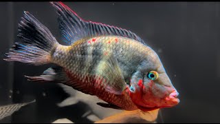 Care for the Firemouth Cichlid [upl. by Suqram]