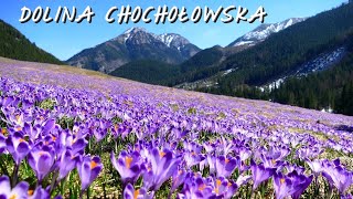 Dolina Chochołowska [upl. by Milde]