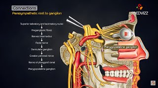 Pterygopalatine ganglion  Head and neck animated gross anatomy [upl. by Heinrick464]