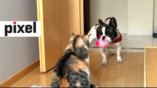 French Bulldog Desperately Tries to Play with Unamused Cat [upl. by Noizneb]