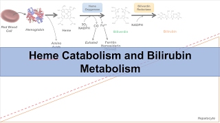 Heme Catabolism and Degradation Pathway  Biochemistry Lesson [upl. by Lrad465]