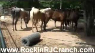 Foundation Quarter Horse Yearlings during Snack Time [upl. by Boudreaux]