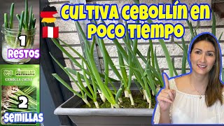 Cómo cultivar cebollín en casa y que nunca falte en tu cocina [upl. by Damian]