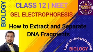 Gel Electrophoresis Process of Separation And Isolation Of DNA Fragments [upl. by Idnyc]