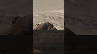 Pacific Walrus on Alaska Coast [upl. by Lonnard200]