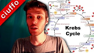 Ciclo di Krebs e Fosforilazione Ossidativa [upl. by Giefer]