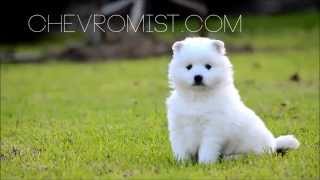 Cute Japanese Spitz Puppies [upl. by Oliric734]