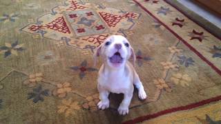 Pitbull Puppy Barks Like A Bird  That Pet Life [upl. by Rae]