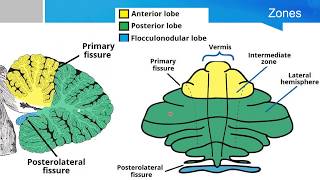 Neurosurgery written board crash course  cerebellum part 1 [upl. by Aticnemrac]