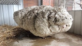 Hikers Saw That This Neglected Sheep Could Barely Stand So A Shelter Begged For Experts To Save Him [upl. by Gaidano]