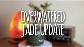 Overwatered Variegated Jade Plant Update  March 2018 [upl. by Eek]