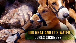 SHOCKING Dog Meat Cures sicknesses  Watch the preparation dogs [upl. by Barnebas]