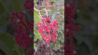 A kind of cissus 🤯🤯 nature flowers plants cissus redflower shorts viral viralshorts beauty [upl. by Assenahs]