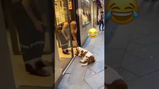 Lazy Dogs Compilation Hilarious Moments of Canine Relaxation Lazy Day Athem MyPetsie [upl. by Ivel]